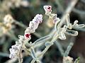 Desert Cotton